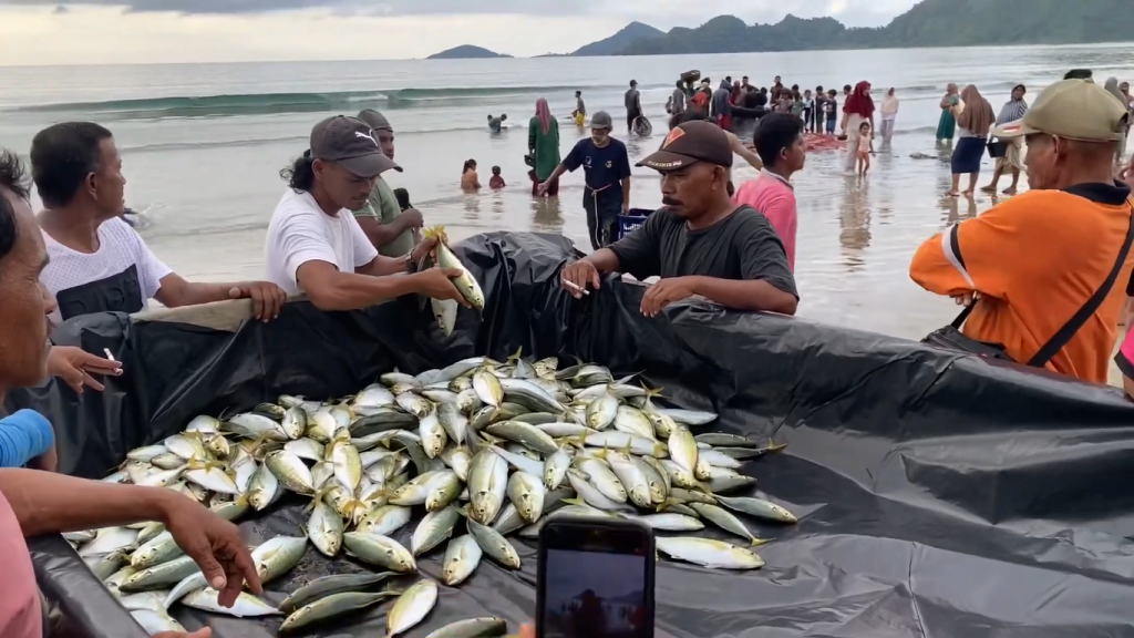 Aktivitas nelayan Saney panen ikan tradisional di pantai, cerminkan kekayaan laut dan semangat warga
