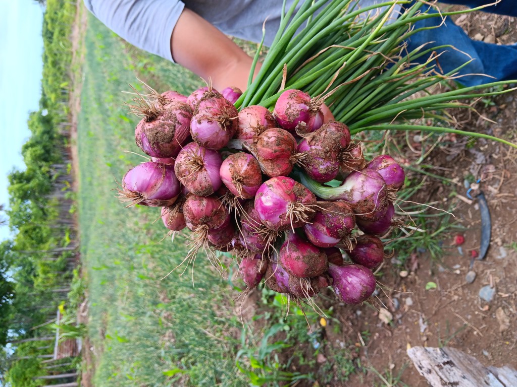Panen bawang merah segar hasil pertanian warga Gampong Saney, bukti suksesnya budidaya lokal