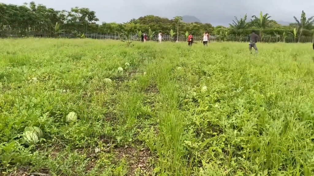 Kebun semangka subur di Gampong Saney gambarkan keberhasilan warga kembangkan pertanian lokal