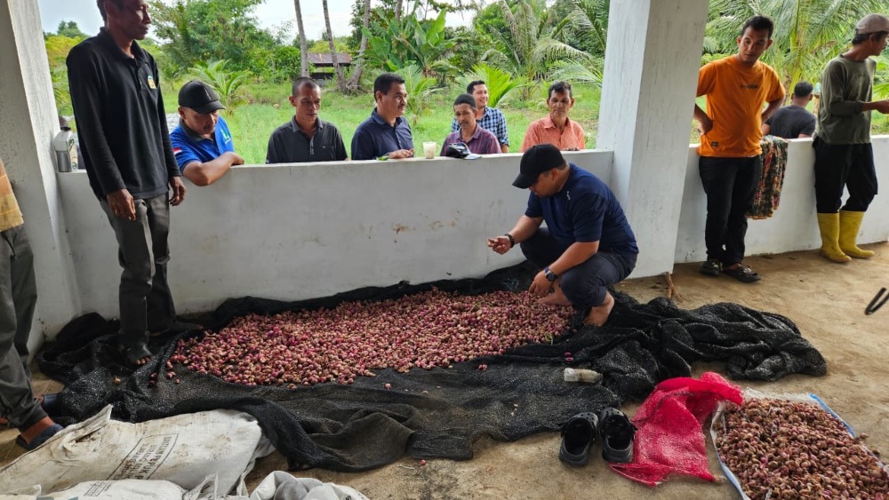 Pj Bupati Panen Bawang di Gampong Saney